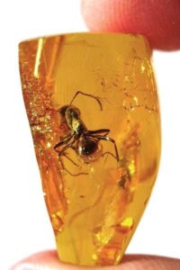 Ámbar: el tesoro fósil que está reescribiendo la historia de la vida en la Tierra