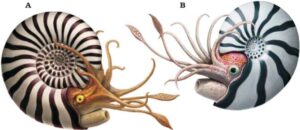 Ammonites: los elegantes fósiles que revelan los secretos del pasado marino