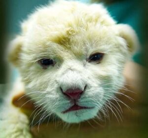 Anuncian nacimiento de dos cachorros de leones blancos