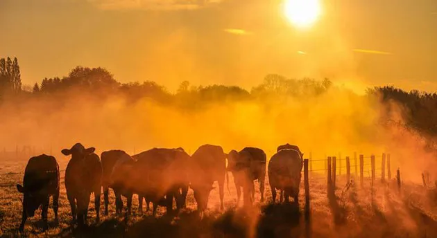 COP30: La era de la irracionalidad en la política climática : IPS Agencia de Noticias