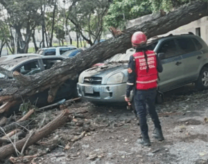 Caída de árbol paraliza el tráfico en Caracas