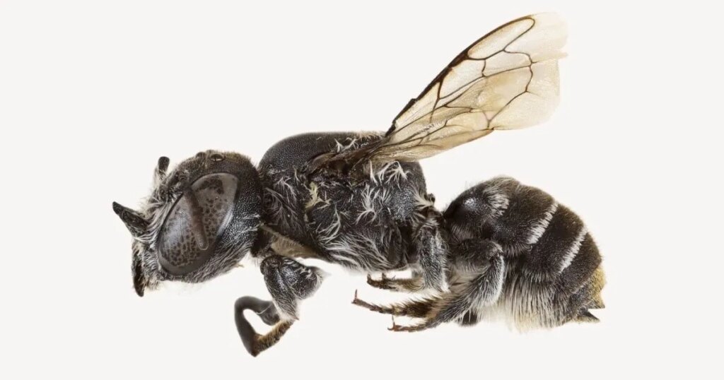 Científicos descubren en Australia una abeja con cuernos ‘diabólicos’ que solo ha sido vista una vez… y podría desaparecer sin dejar rastro
