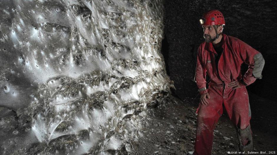 Científicos hallan megaciudad de 111.000 arañas bajo tierra – DW – 07/11/2025