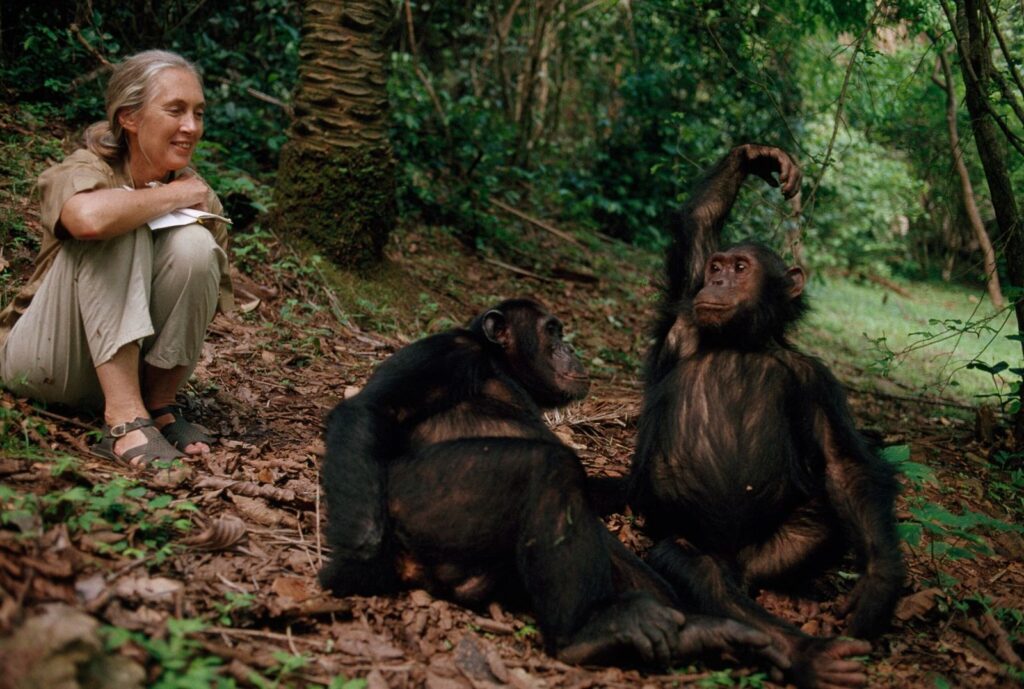 Cómo Jane Goodall descubrió que los chimpancés y los humanos comparten emociones | National Geographic