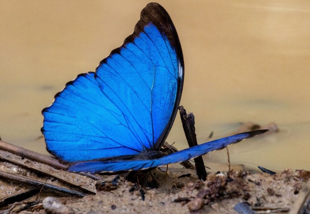 Cómo la deforestación está afectando la coloración de las mariposas del Amazonas | National Geographic