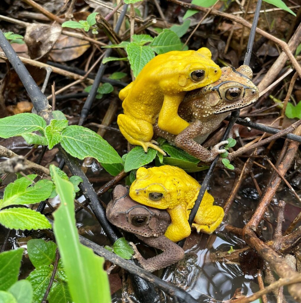 Cuando los sapos se pintan de amarillo: el misterioso cambio de color que ocurre por amor | National Geographic