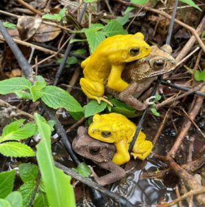 Cuando los sapos se pintan de amarillo: el misterioso cambio de color que ocurre por amor | National Geographic