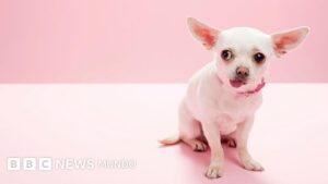 «Cuando ves a un chihuahua, estás viendo a un lobo»: el estudio que revela que la diversidad de nuestros perros se remonta a la Edad de Piedra