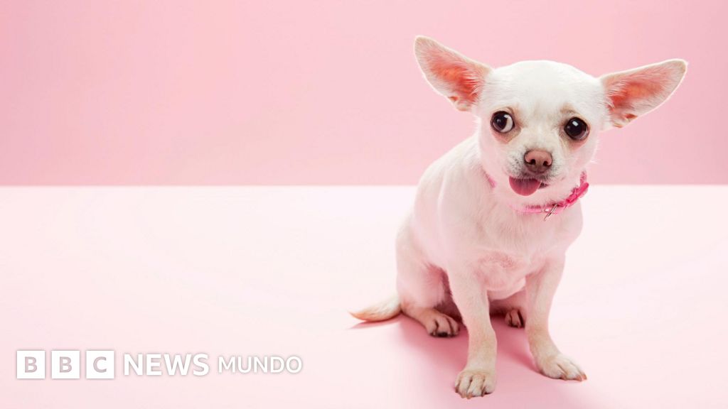 "Cuando ves a un chihuahua, estás viendo a un lobo": el estudio que revela que la diversidad de nuestros perros se remonta a la Edad de Piedra