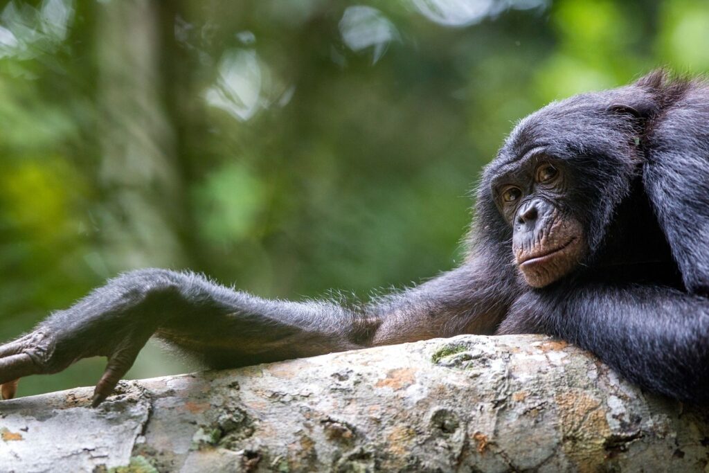 Descubre a algunas de las reinas más feroces (y poderosas) del reino animal | National Geographic