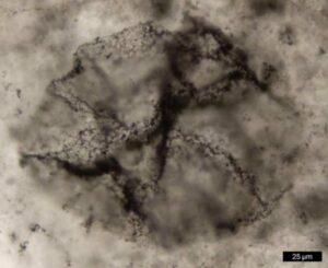 Descubren huellas de vida de hace 3300 millones de años
