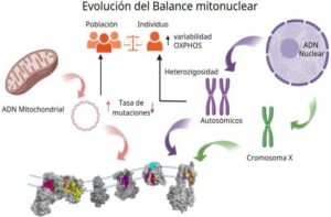 Descubren las claves evolutivas del «motor» de las células