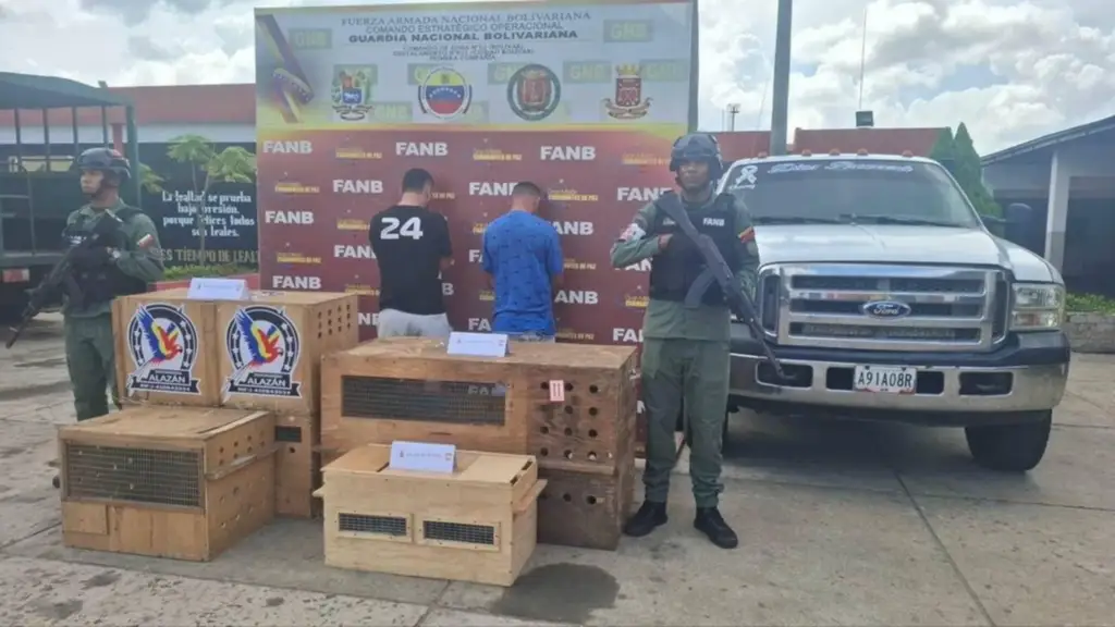 Detienen a traficantes de animales silvestres: tenían 11 ejemplares protegidos en Venezuela - AlbertoNews