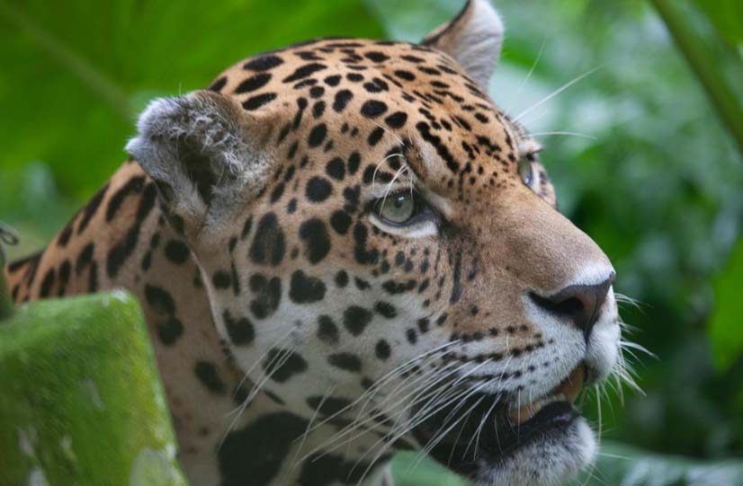 Día Mundial de la Conservación del Jaguar: proteger al gran felino de América