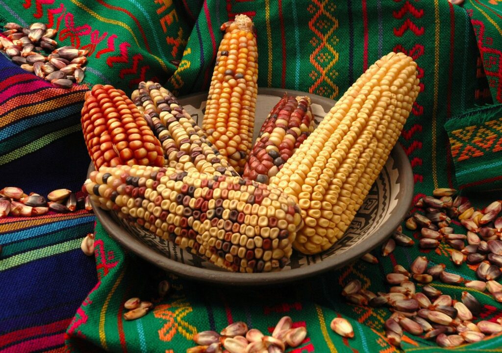 Día Nacional del Maíz: descubre cuántas variedades existen en México y en todo el planeta | National Geographic