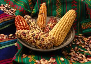 Día Nacional del Maíz: descubre cuántas variedades existen en México y en todo el planeta | National Geographic