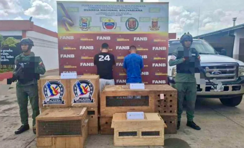 Dos hombres detenidos en Bolívar por tráfico de 11 monos viudita