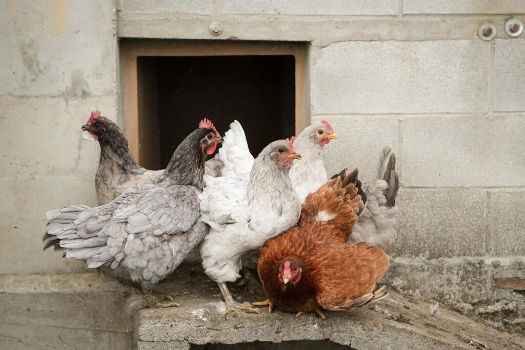 El Gobierno amplía el confinamiento de aves de cría a todas las granjas de España por la gripe aviar