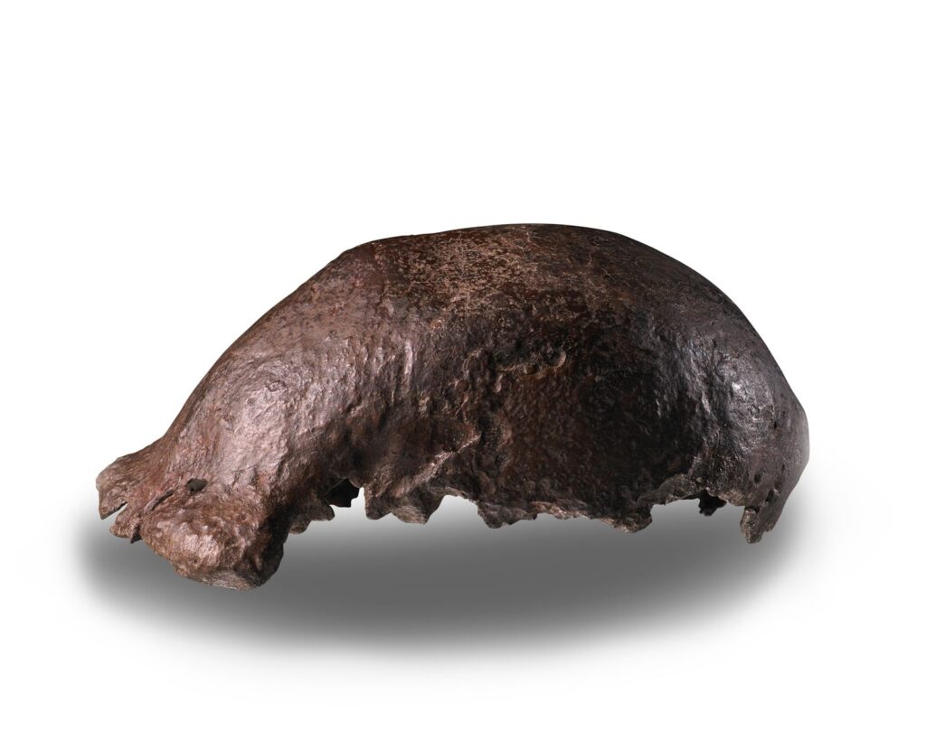 El “Hombre de Java” vuelve a casa: la historia del primer Homo erectus que cambió la ciencia para siempre | National Geographic