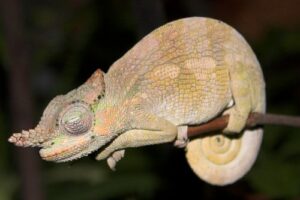 El arte de cambiar de color: cómo y por qué algunos animales transforman su apariencia
