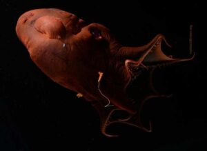 El calamar vampiro revela una parte oculta de la historia evolutiva de calamares y pulpos