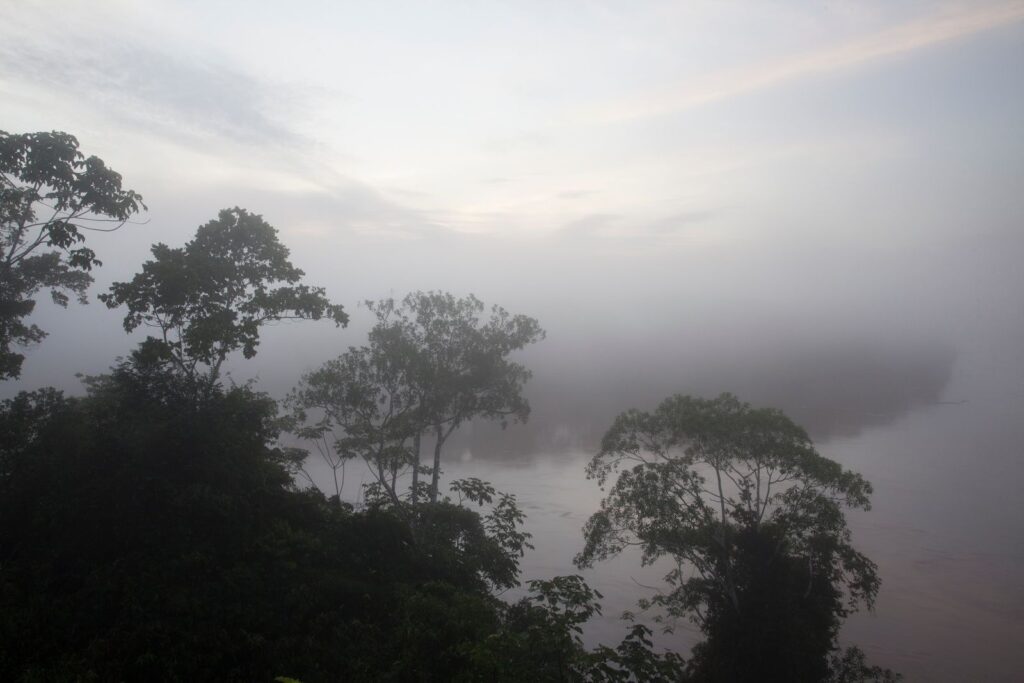El mito del “pulmón del planeta”: por qué la Amazonia no produce el oxígeno que creíamos | National Geographic