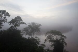El mito del “pulmón del planeta”: por qué la Amazonia no produce el oxígeno que creíamos | National Geographic