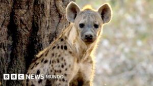 El momento en el que un león salva a una hiena preñada de una jauría de perros salvajes
