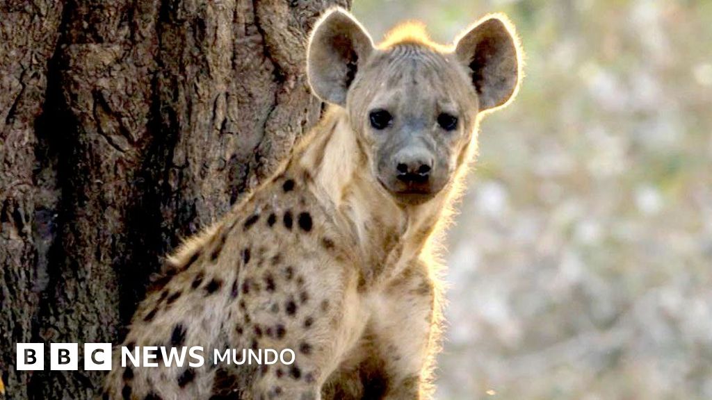 El momento en el que un león salva a una hiena preñada de una jauría de perros salvajes
