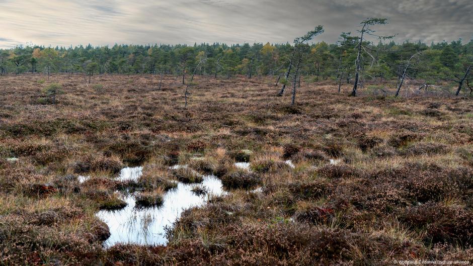 El reto de cultivar terrenos pantanosos y proteger el clima – DW – 05/11/2025