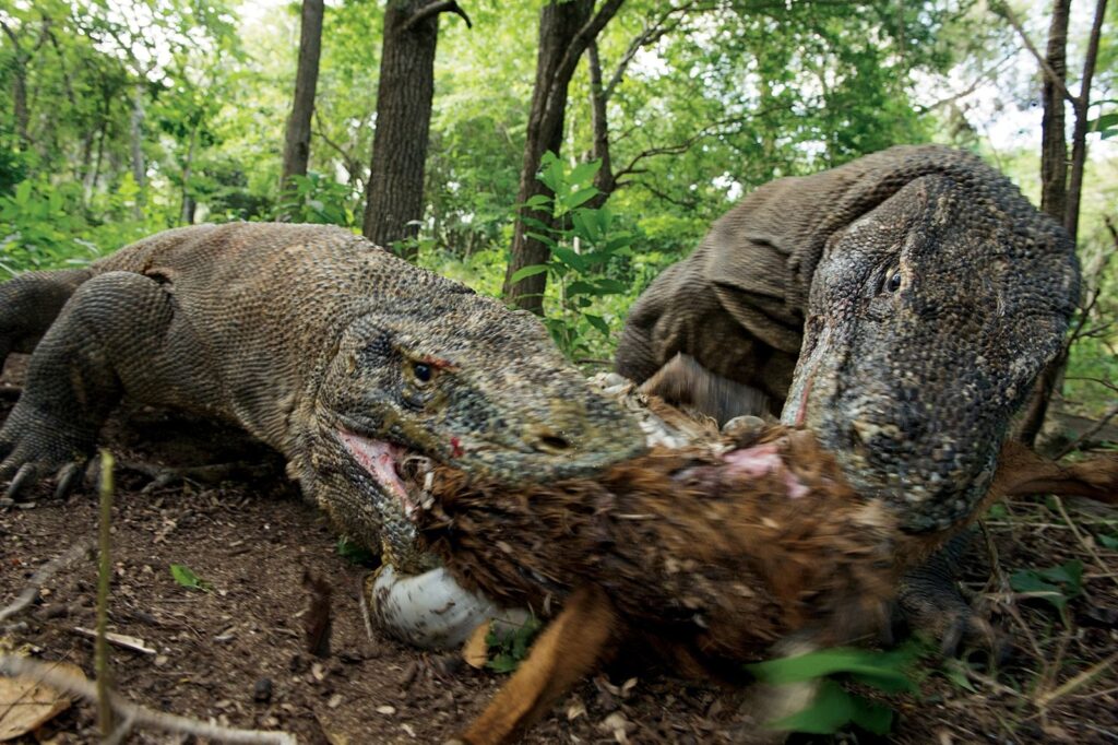 El secreto letal de los dragones de Komodo: sus dientes están hechos de hierro | National Geographic