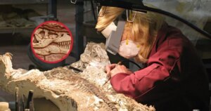 Excavar y preparar fósiles de dinosaurios: del yacimiento al laboratorio