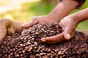 Exportación de café venezolano abarca un mercado de 16 países