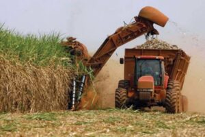 Fesoca estima cosechar 5,2 millones de toneladas de caña de azúcar en zafra 2025-2026