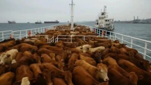 Finalmente, las 2.901 vacas uruguayas varadas en el mar desembarcaron en Libia, con denuncias ambientales de por medio