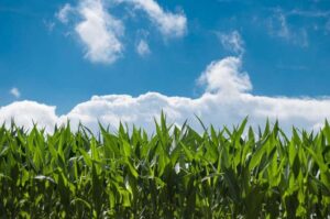 Fuentes vegetales para biocombustibles: las mejores alternativas sostenibles al petróleo