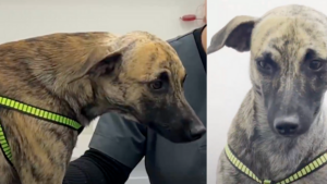 Gobernador de Antioquia revela que ‘Bizcocho’, el perrito maltratado, será dado en adopción cuando se recupere; el agresor fue judicializado