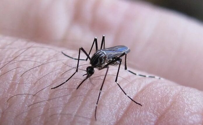 Huniades Urbina pidió estar atentos a los síntomas del dengue en Venezuela