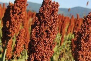 Importarán semillas para sembrar hasta 30 mil hectáreas de sorgo en 2026