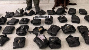 Incautan 21.000 gramos de marihuana camuflados por una empresa de encomienda: canino antinarcóticos detectó las sustancias ilícitas