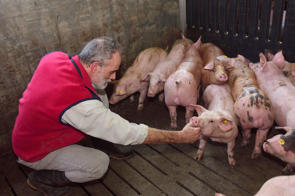 Investigadores alertan que enfermedades crónicas afectan cada vez más a los animales
