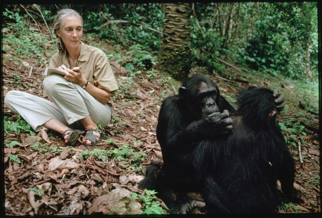 Jane Goodall: fotos exclusivas de National Geographic revelan su lazo único con los chimpancés | National Geographic