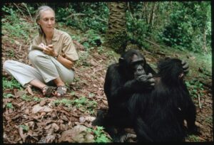 Jane Goodall: fotos exclusivas de National Geographic revelan su lazo único con los chimpancés | National Geographic