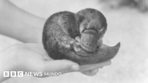 La historia del ornitorrinco que le regalaron a Winston Churchill en medio de la Segunda Guerra Mundial (y la verdad sobre su misterioso final)