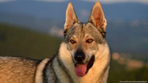 La mayoría de los perros tienen algo de ADN de lobo – DW – 26/11/2025