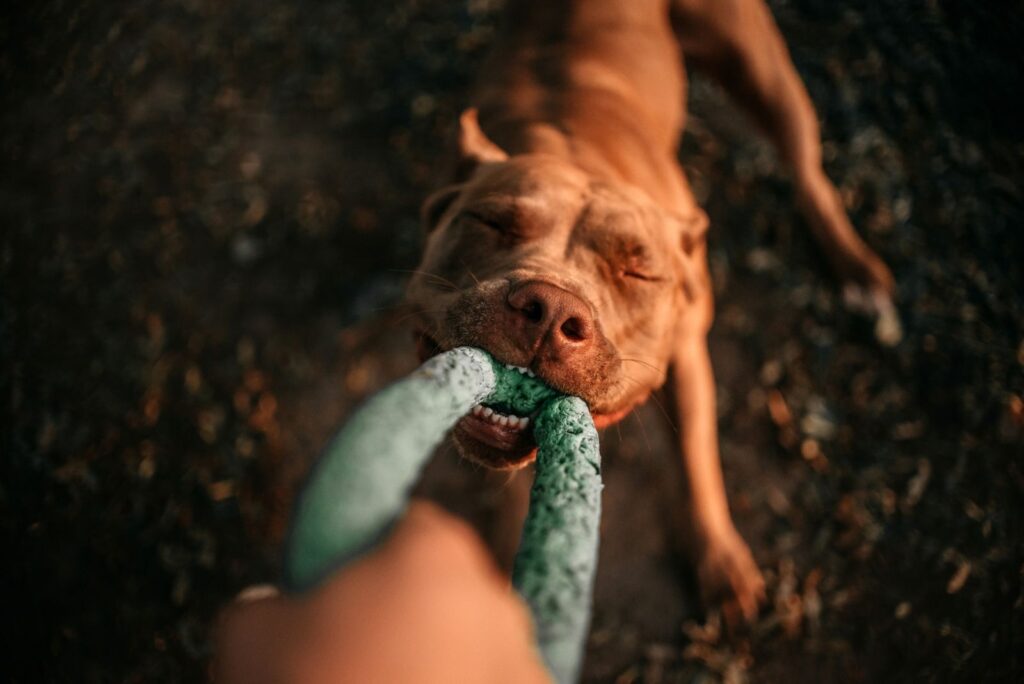La sorprendente verdad del amor de un perro a su pelota: ¿tu mascota puede ser adicta a su juguete? | National Geographic