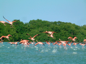 Laguna de las Peonías: destino turístico de contemplación de aves
