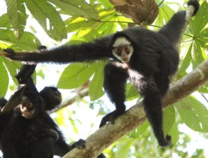 Las 4 especies animales que solo existen en el Amazonas y están en la lista roja de extinción | National Geographic