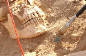 Las verdaderas bacterias que asolaron a las tropas napoleónicas en su retirada de Rusia