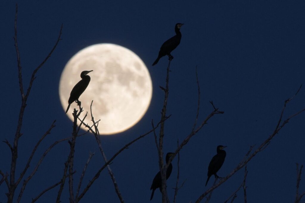 Los 9 fenómenos astronómicos de octubre: de estrellas fugaces ultrarrápidas provenientes del cometa Halley a una superluna | National Geographic